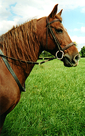 Horse in field001